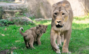 Roma Bioparco, cuccioli leone asiatico