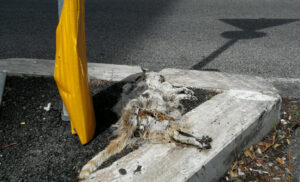 Gatto morto in strada