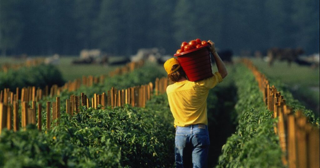 Lavoro nei campi