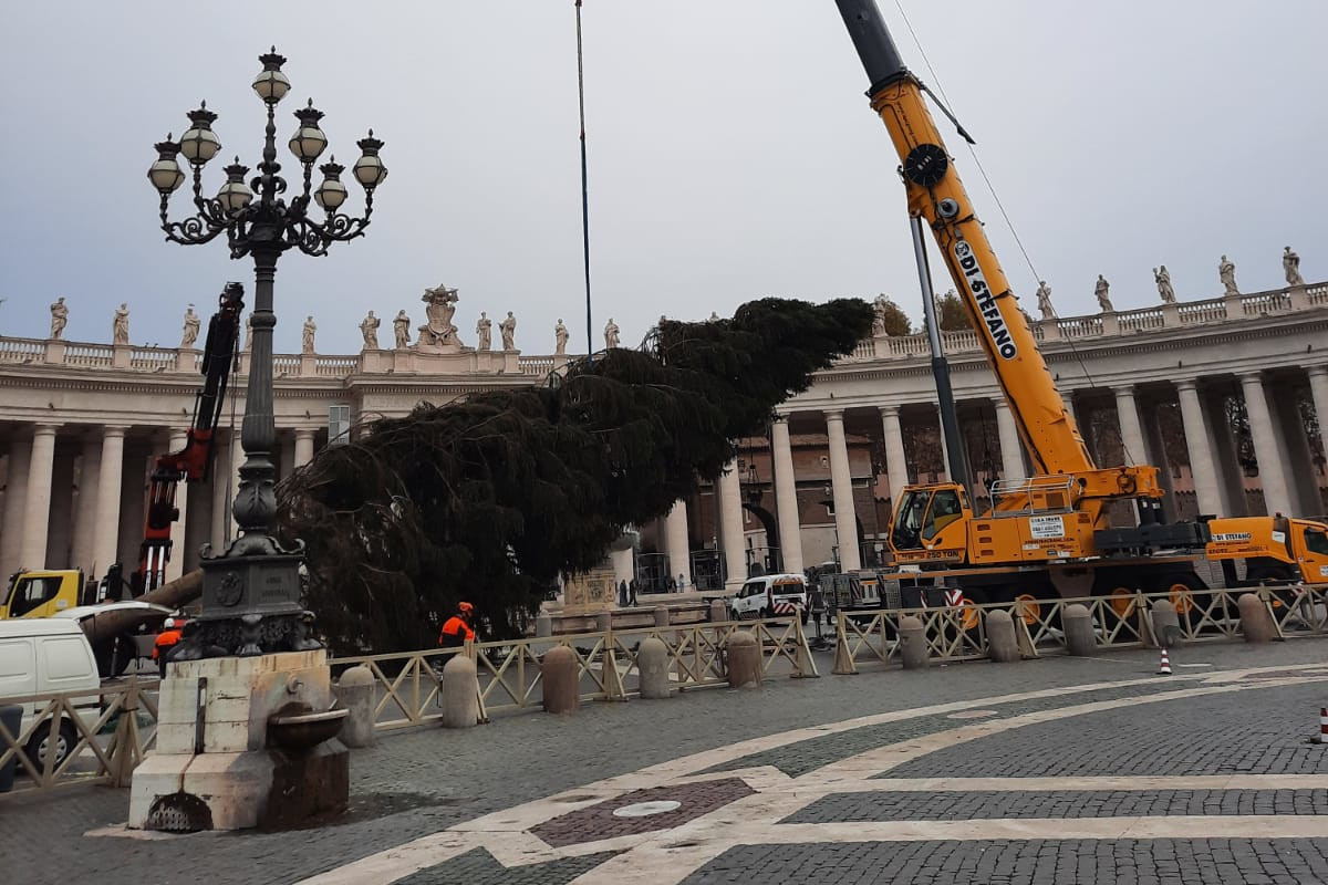 albero di Natale piazza San Pietro 2021