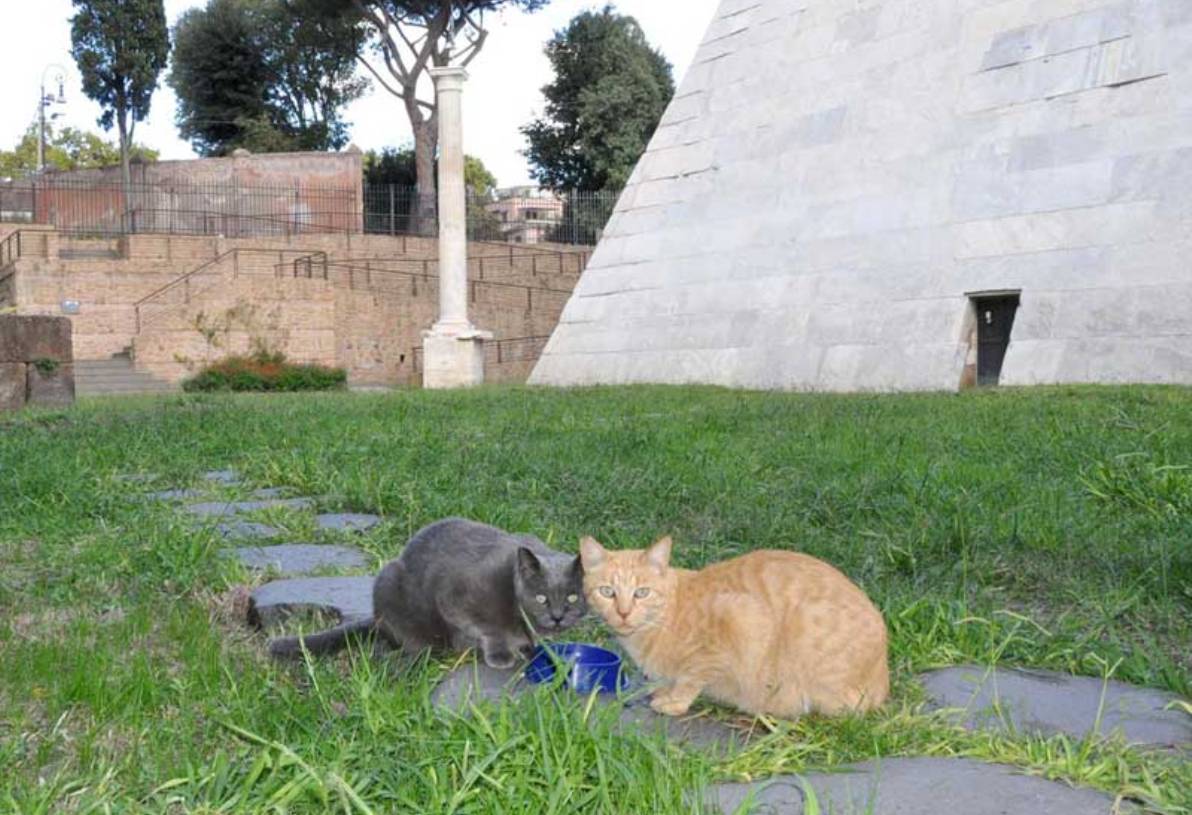gatti alla piramide cestia
