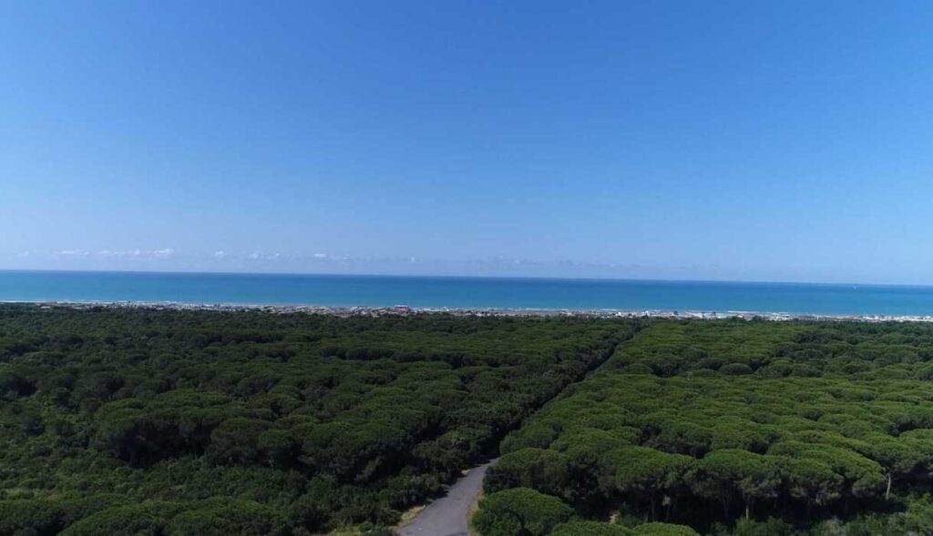 pineta di castel fusano