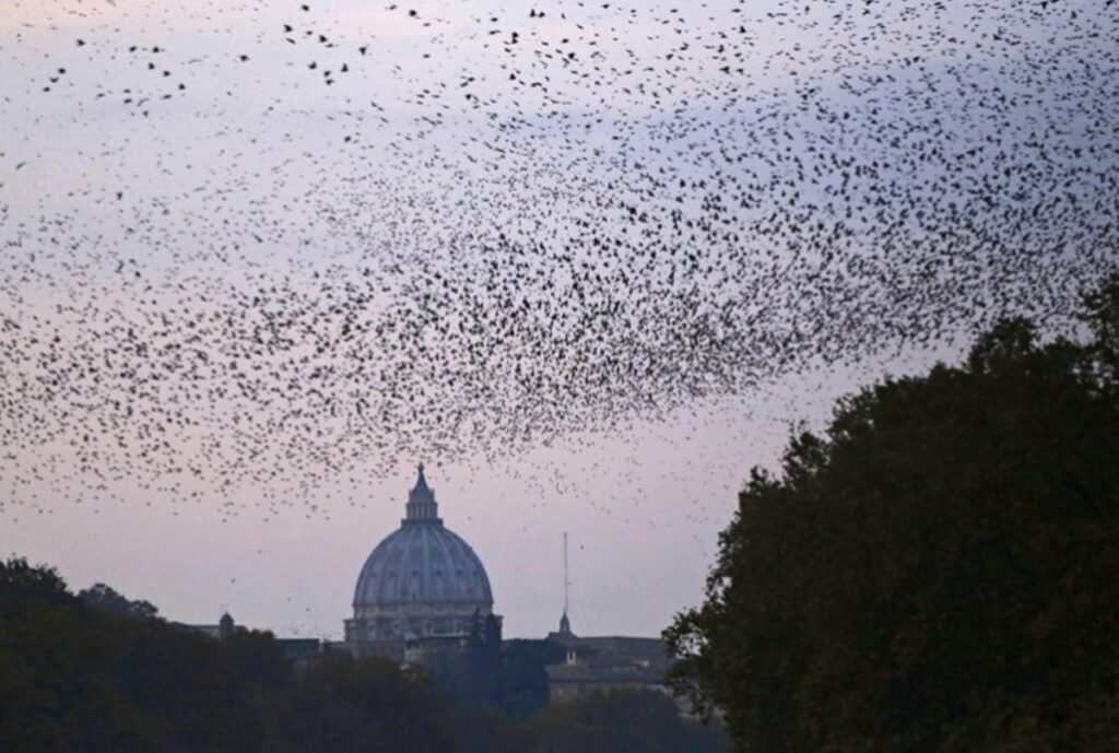 storni nel cielo di roma