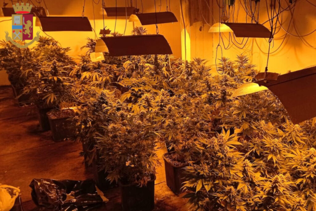 Lanuvio, serra di marijuana