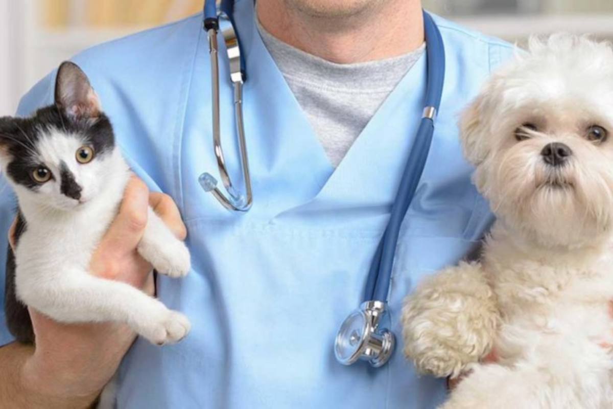 Veterinario con stetoscopio al collo e cane e gatto in braccio