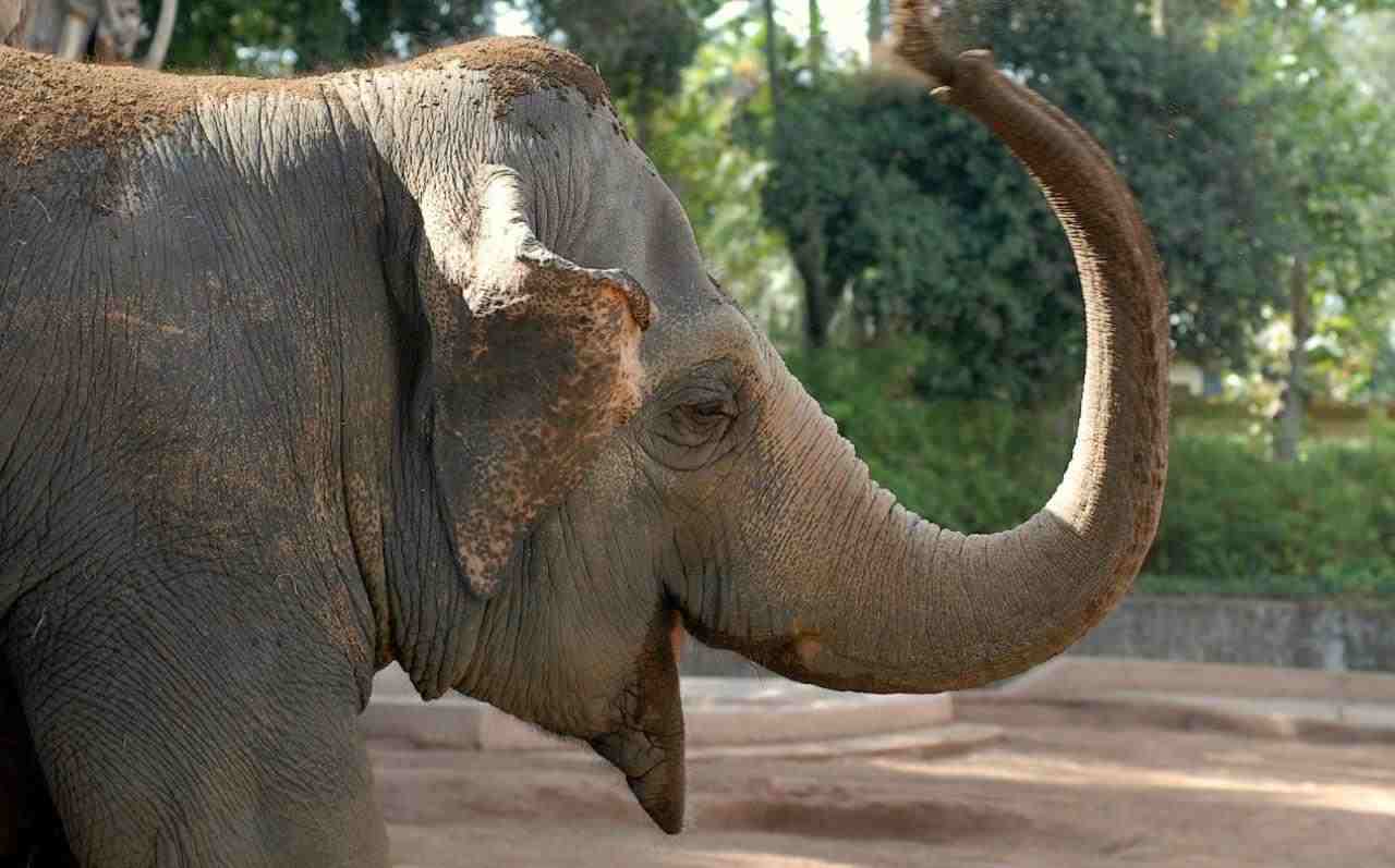 Elefante asiatico, proboscide