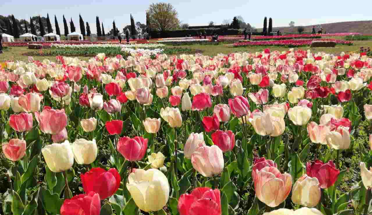 Campo di anemoni al Roma Flowers Park
