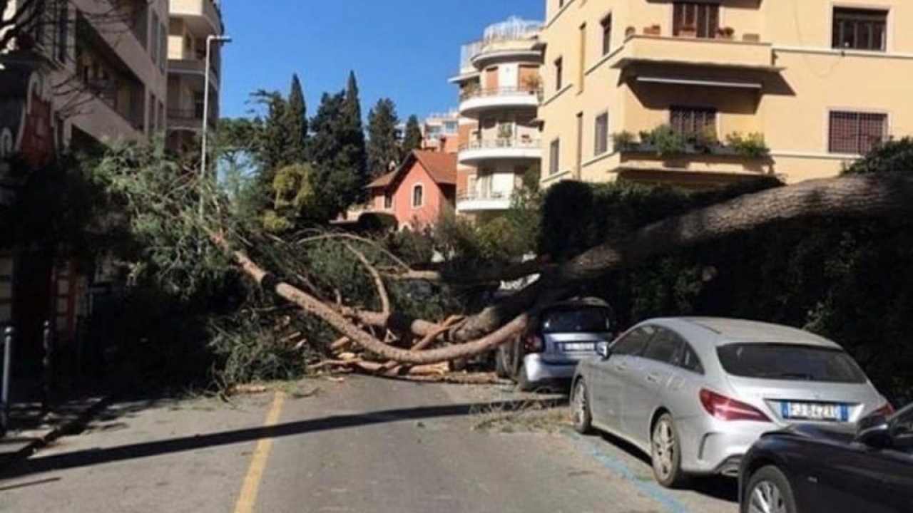 alberi caduti a Roma per il maltempo