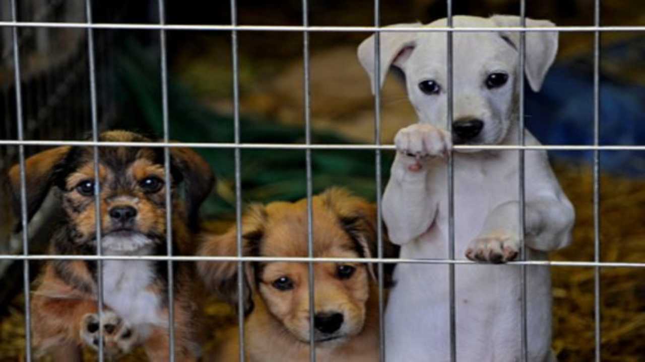 cuccioli di cani in un canile