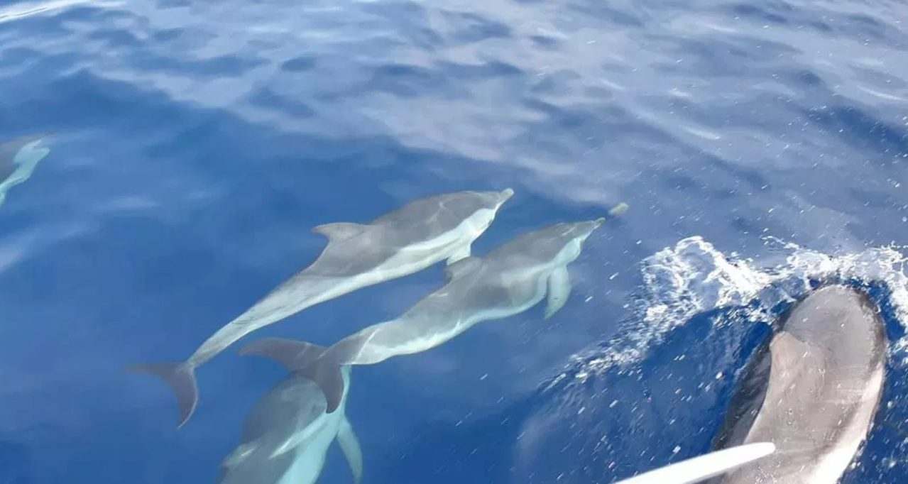 Delfini sulla costa laziale