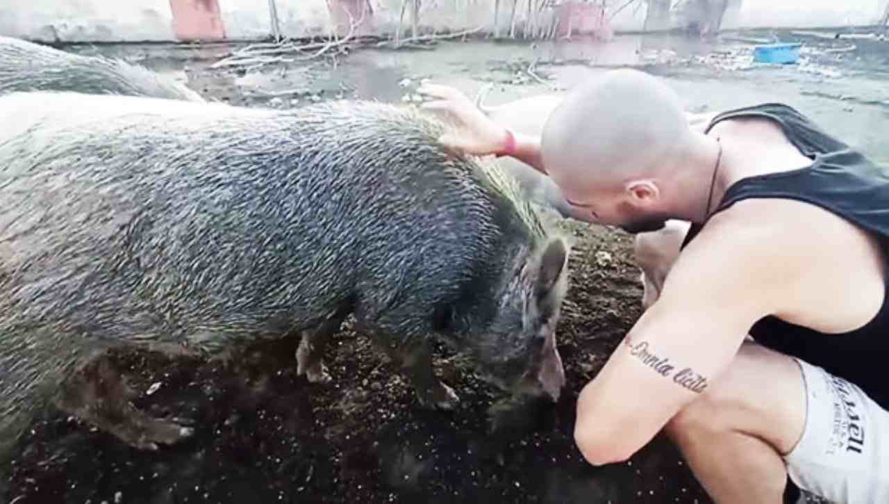 Sfattoria degli Ultimi, volontario con alcuni cinghiali