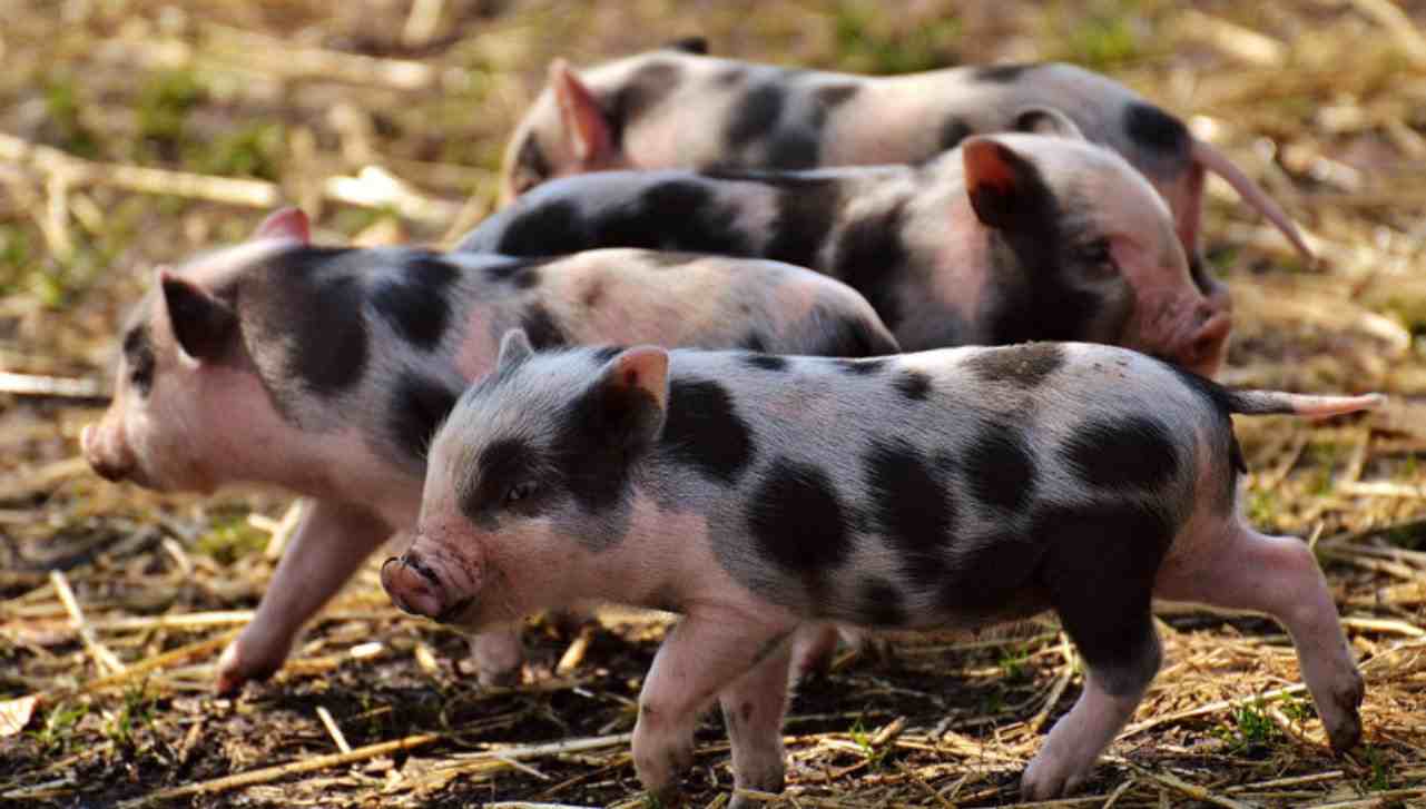 Maialini nel rifugio della 