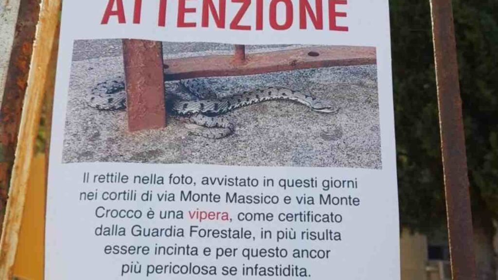 Volantino vipera al Tufello