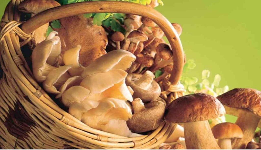 funghi