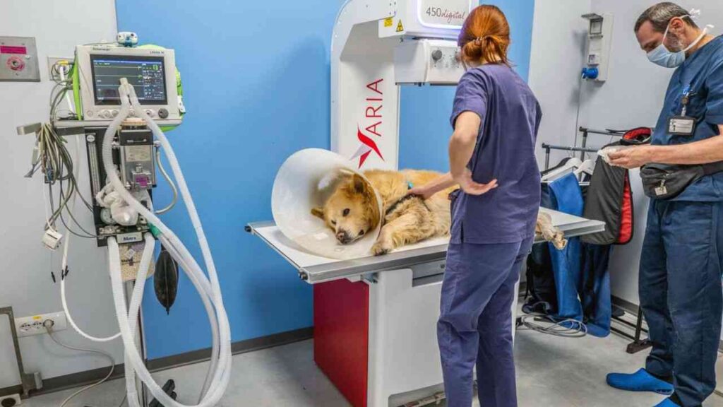 Ospedale veterinario
