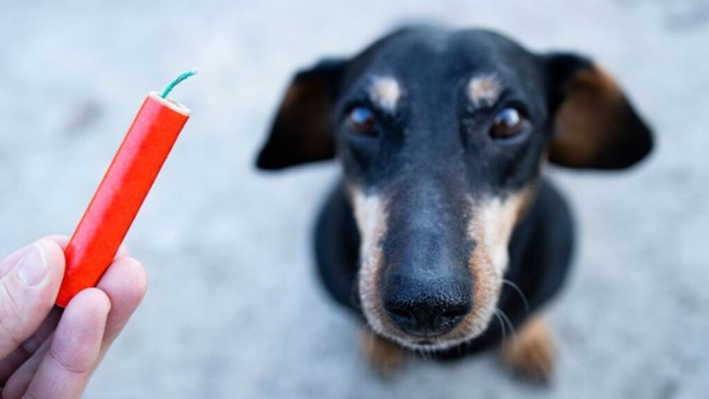 Botto di Capodanno con cane bassotto