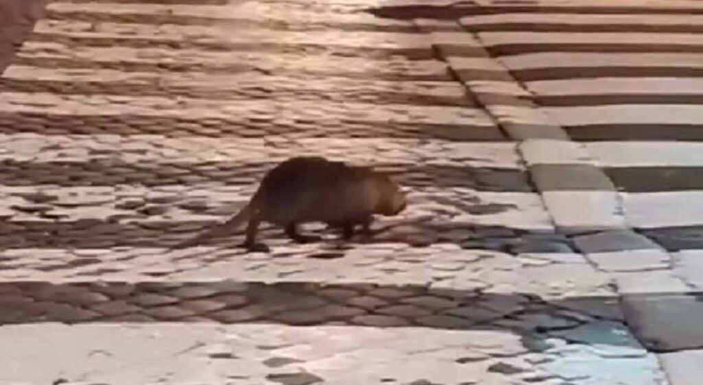 Nutria a Roma sulle strisce pedonali