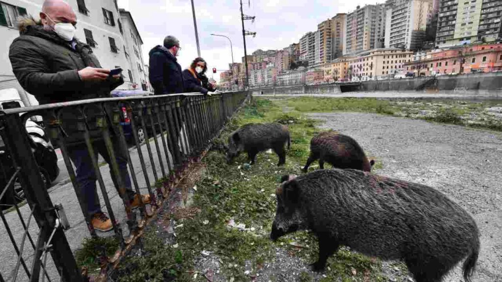 Cinghiali a Roma