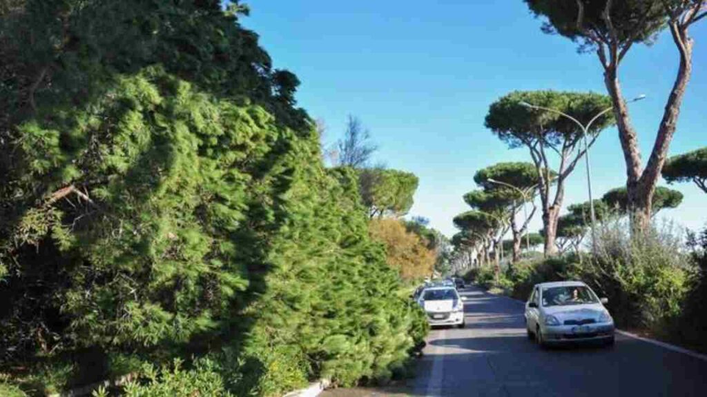 Crollo di un pino sulla via Cristoforo Colombo a Roma