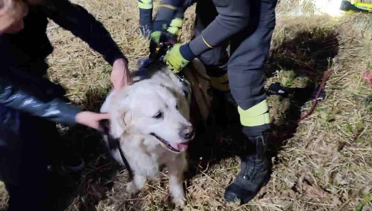 Cane salvato da una buca a Roma