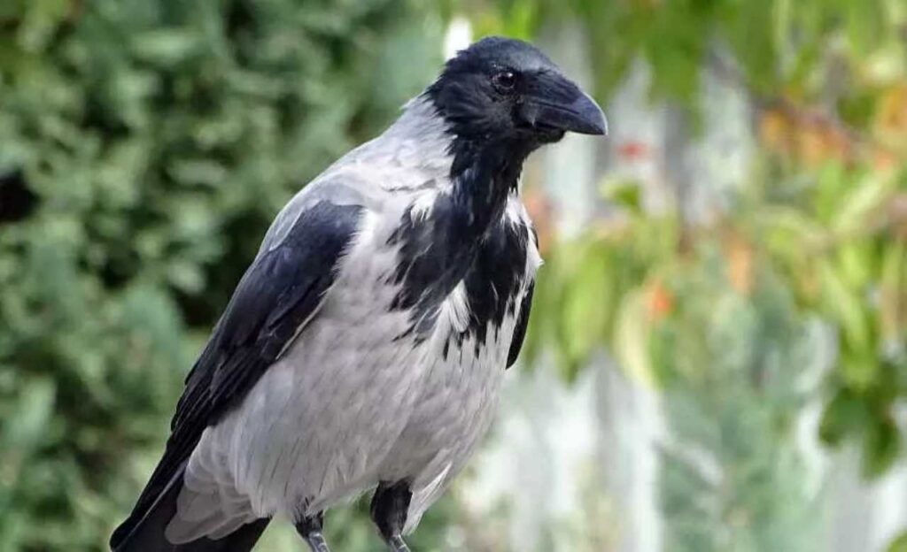 Cornacchia sull'albero