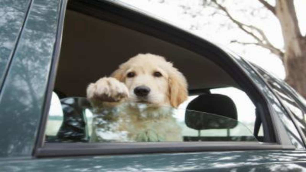Cane fuori dal finestrino in macchina