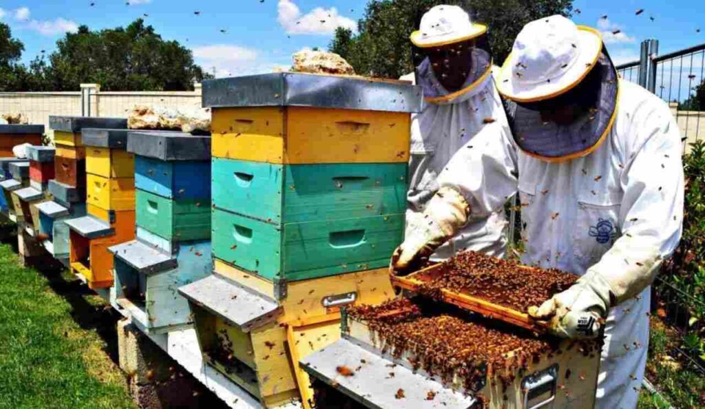 Apicoltura nel Lazio
