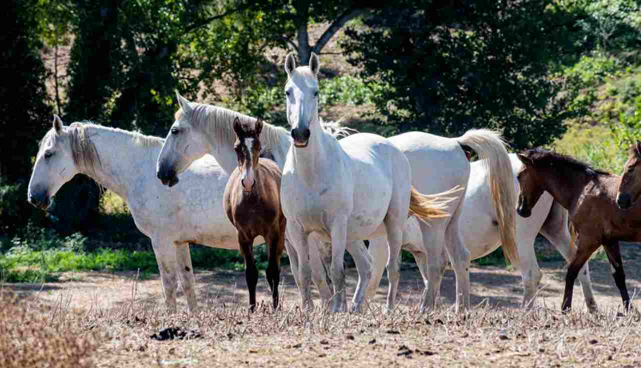 Cavalli Lipizzani, allevamento di Montelibretti