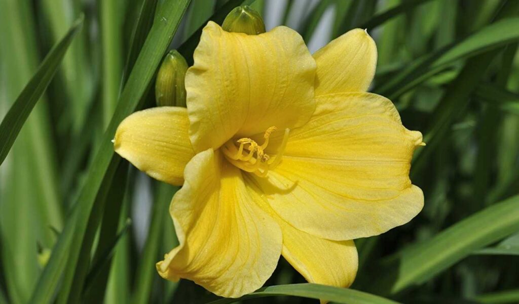Il Giglio giallo o Giaggiolo acquatico