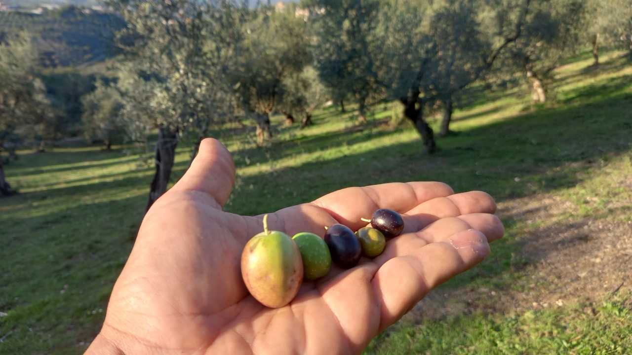 Olive raccolte su una mano