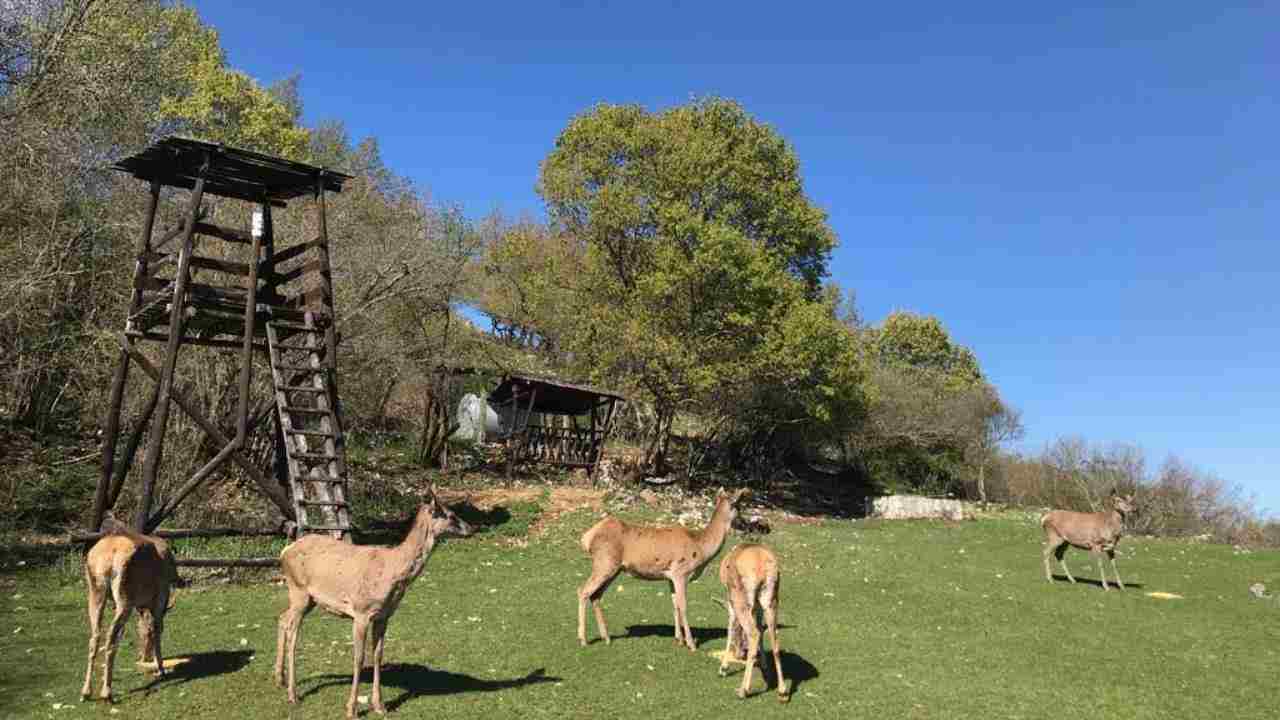 Cervi nel Parco dei Monti Simbruini (Foto del servizio naturalistico del Parco dei Monti Simbruini)