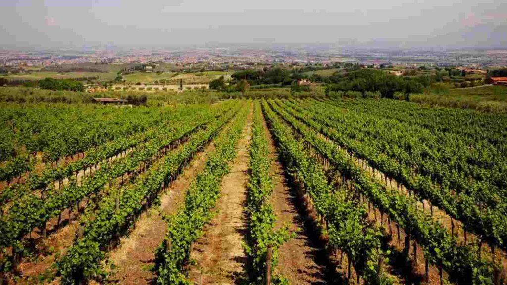 Vigneto "Poggio Le Volpi" a Monte Porzio Catone