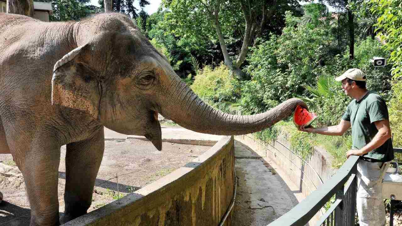 Elefante al Bioparco di Roma mangia una fetta di anguria