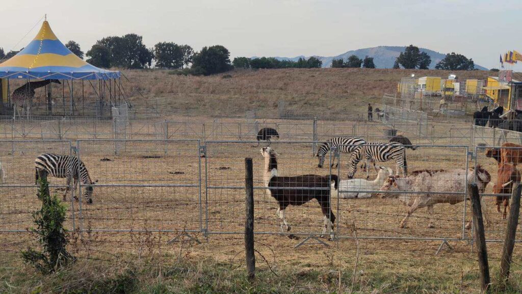 Animali del Circo Orfei