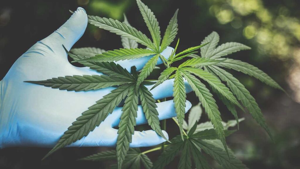 Marijuana