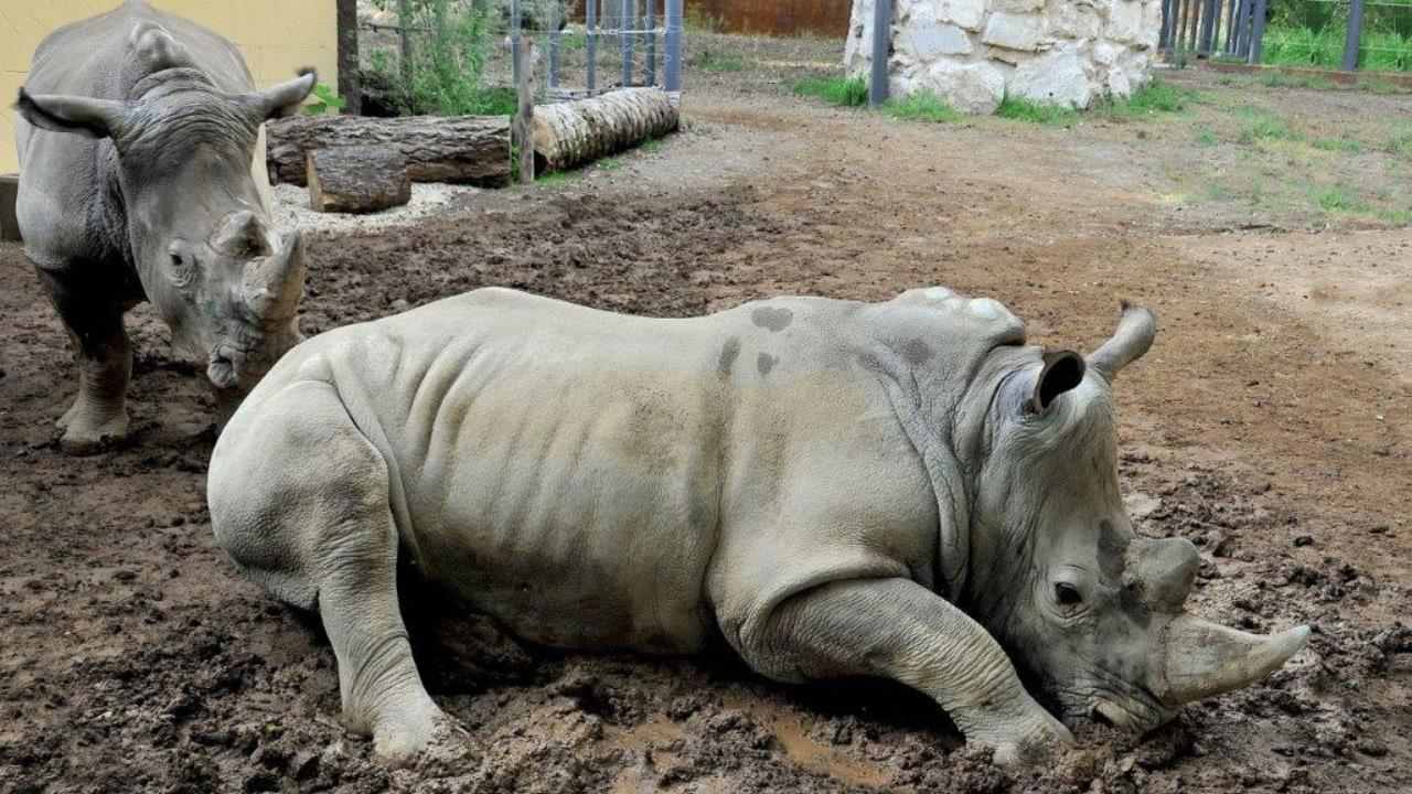 Thomas e Kibo, rinoceronti bianchi al Bioparco di Roma