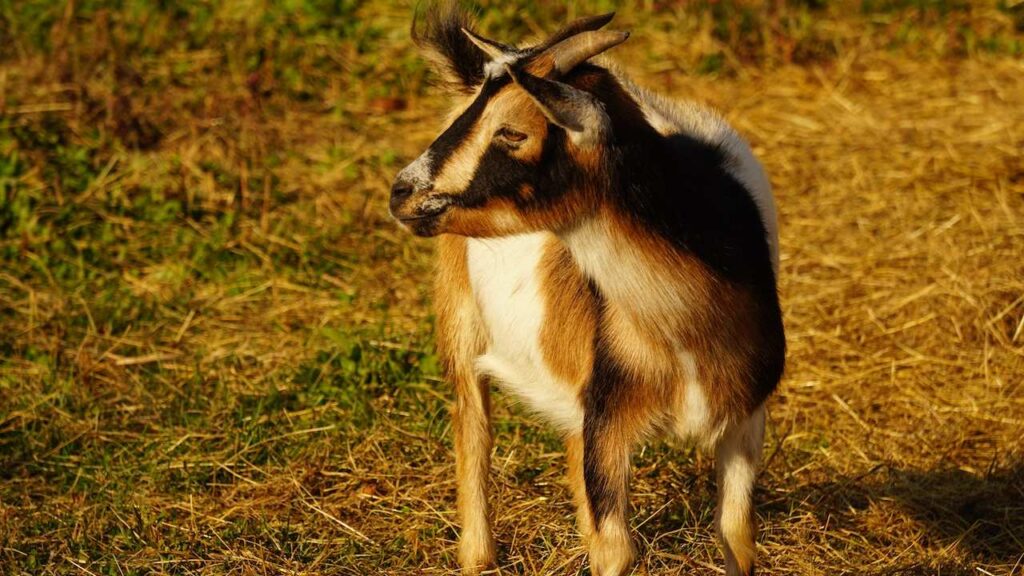 Capra