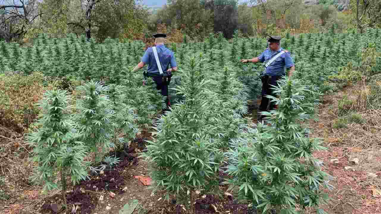 Piantagione di marijuana scoperta dai Carabinieri a Fara in Sabina