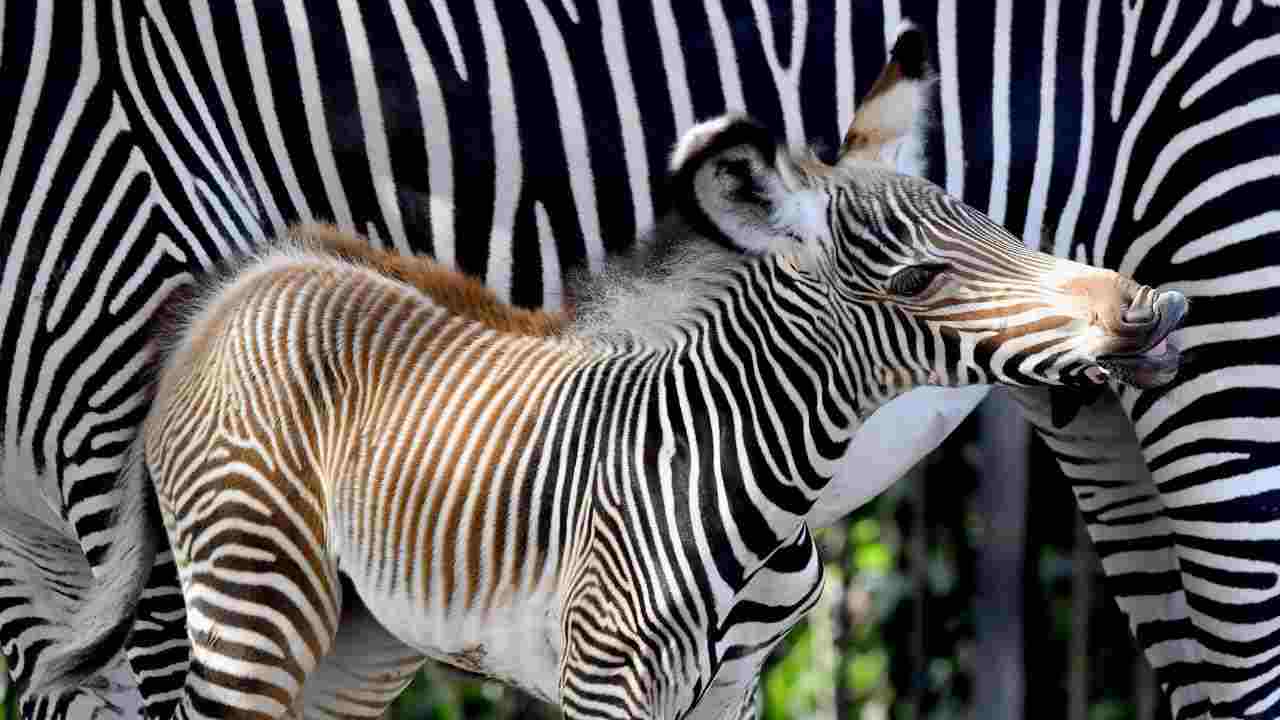 Zebra nata nel Bioparco di Roma con la madre