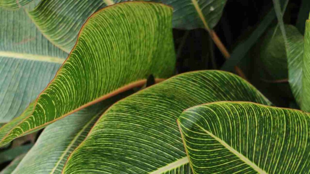 Piante