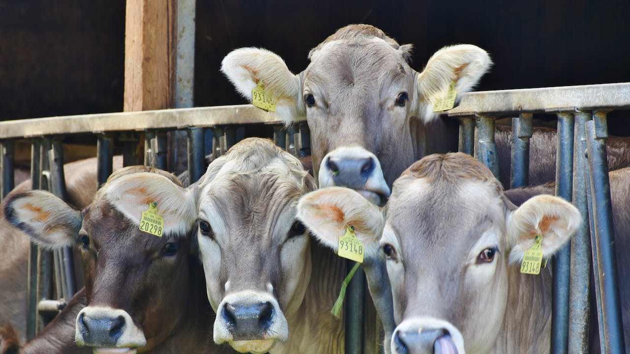 Mucche, bovini in stalla