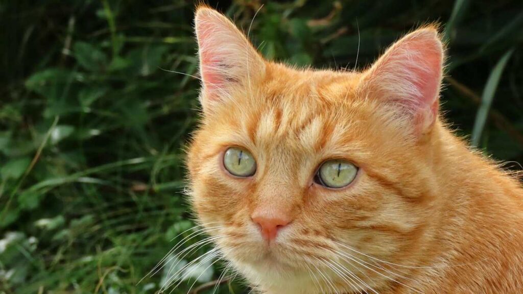 Gatto