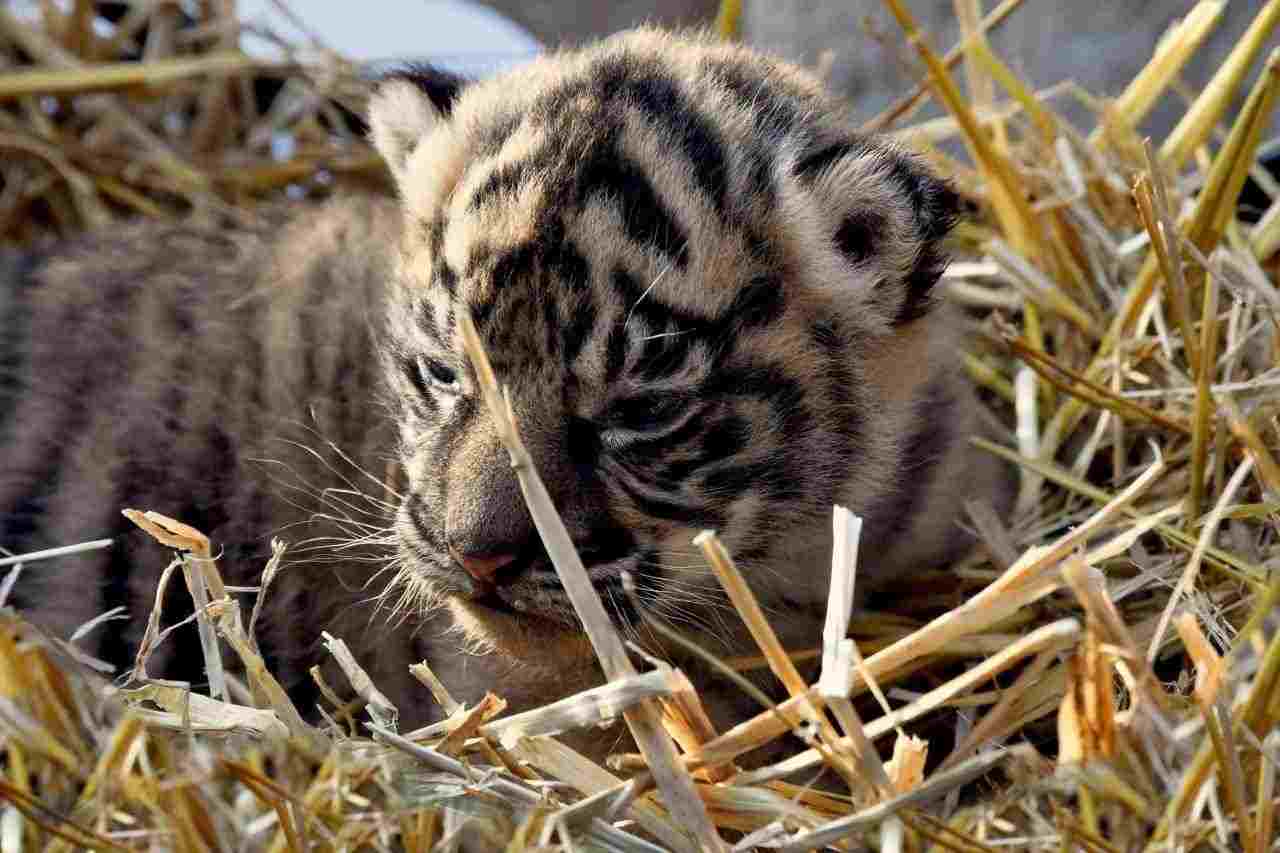 Cucciola di tigre di Sumatra nata al Bioparco di Roma