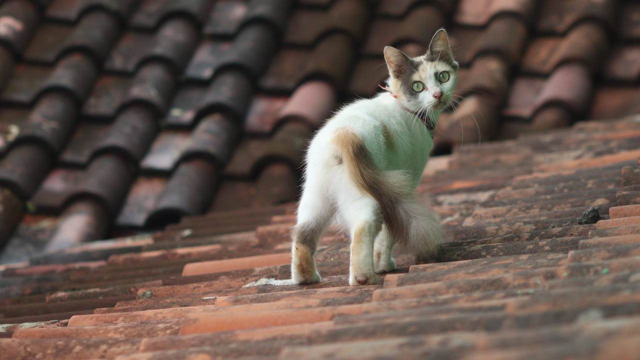 Gatto sul tetto