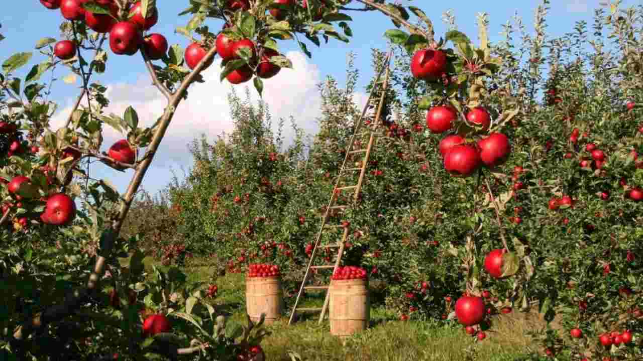 Agricoltura, lavori in campagna