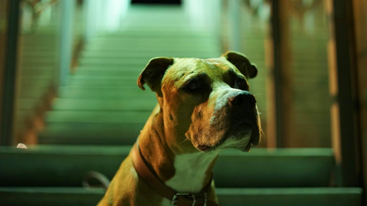 Pit bull