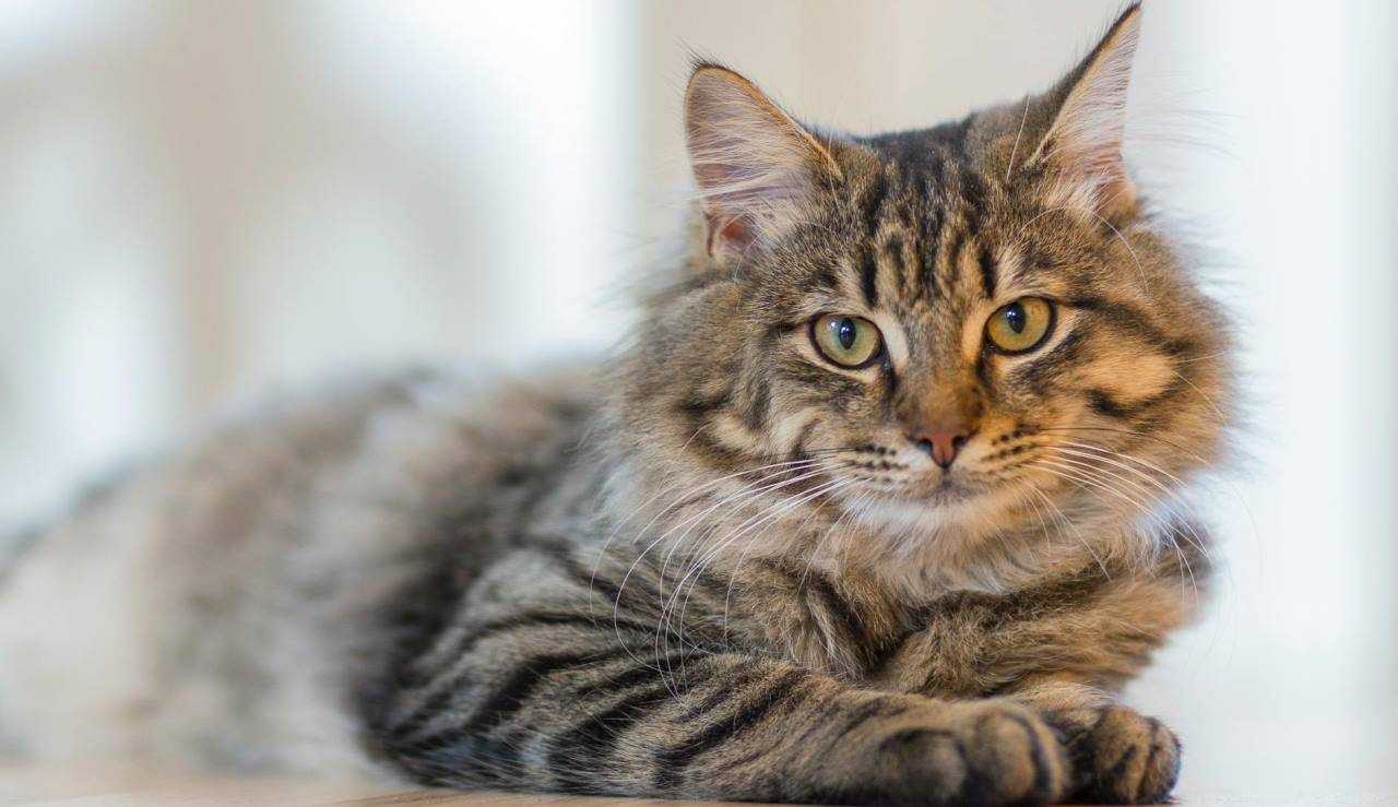 Gatto
