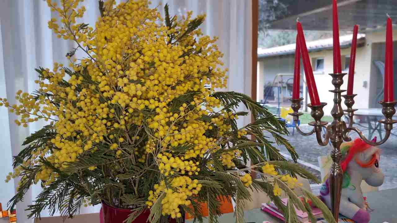Mimosa, 8 marzo
