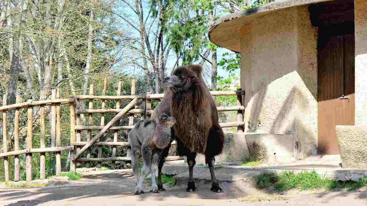 cammello nato al Bioparco di Roma