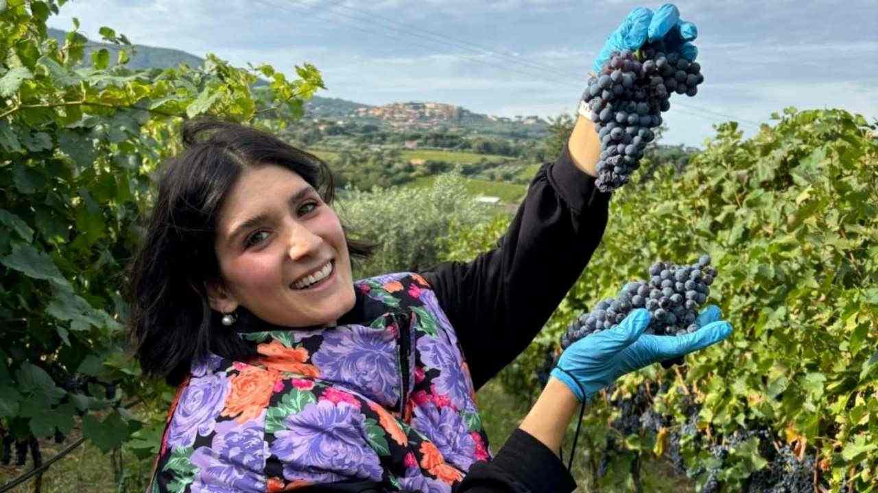 Ragazza in una vigna coglie un grappolo di uva